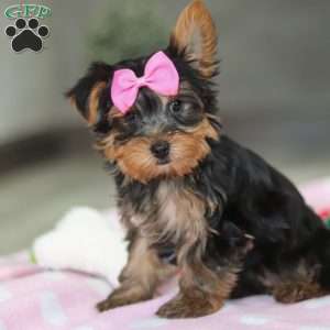Bella, Yorkie Puppy